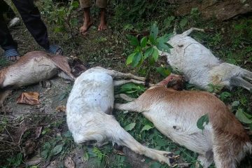 गृहपुष्ठ